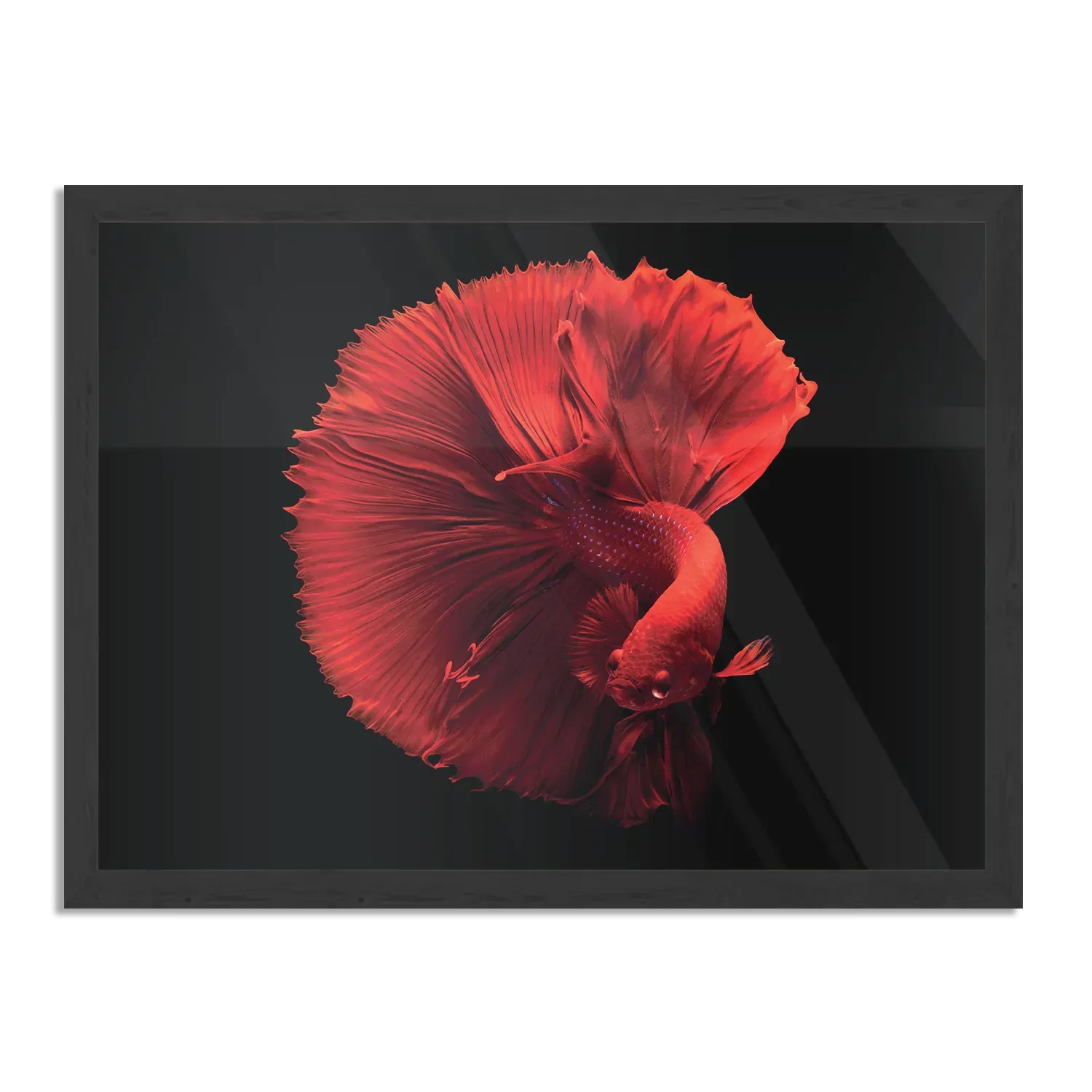 Poster Red Dragon Siamese Fighting Fish Rechthoek Horizontaal Met Lijst Template PBF 50 70 Horizontaal Dieren 32 1