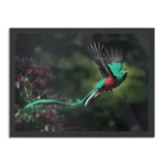 Poster Schitterende Vliegende Quetzal Vogel Rechthoek Horizontaal Met Lijst Template PBF 50 70 Horizontaal Dieren 34 1