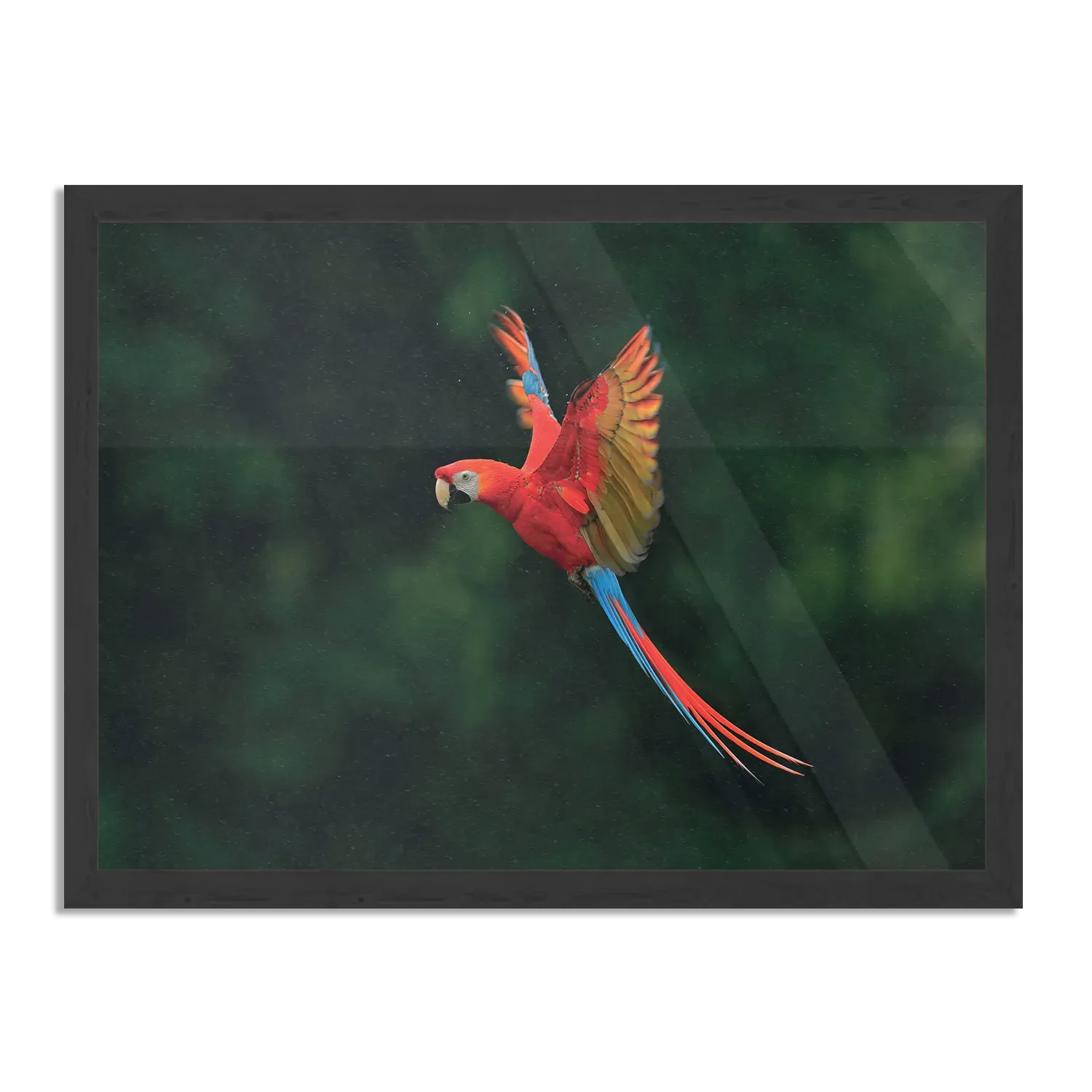 Poster Vliegende Ara Vogel Rechthoek Horizontaal Met Lijst Template PBF 50 70 Horizontaal Dieren 40 1