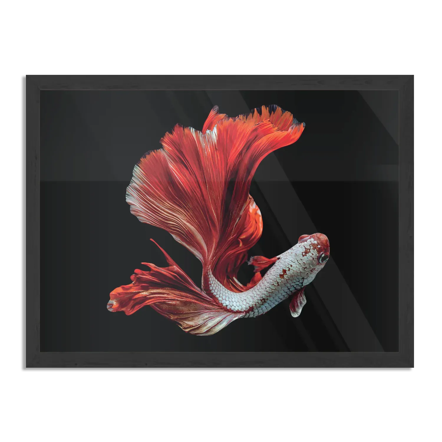 Poster The Betta Fish Rechthoek Horizontaal Met Lijst Template PBF 50 70 Horizontaal Dieren 43 1