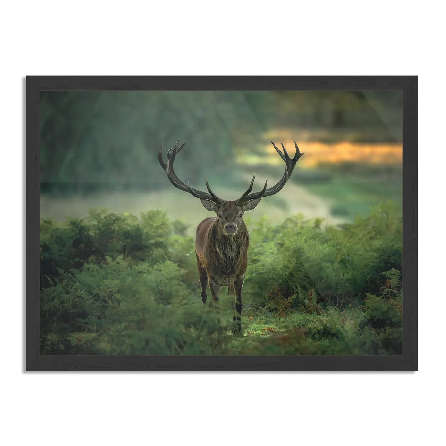 Template_PBF_50-70_Horizontaal_Dieren_45-1 Poster Edelhert In Het Bos Rechthoek Horizontaal Met Lijst Template PBF 50 70 Horizontaal Dieren 45 1