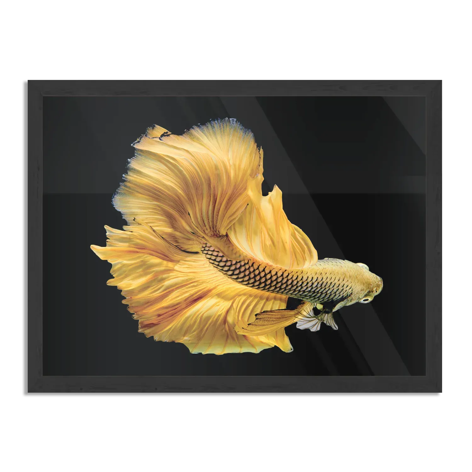 Poster Gele Betta Siamese Vis Rechthoek Horizontaal Met Lijst Template PBF 50 70 Horizontaal Dieren 47 1