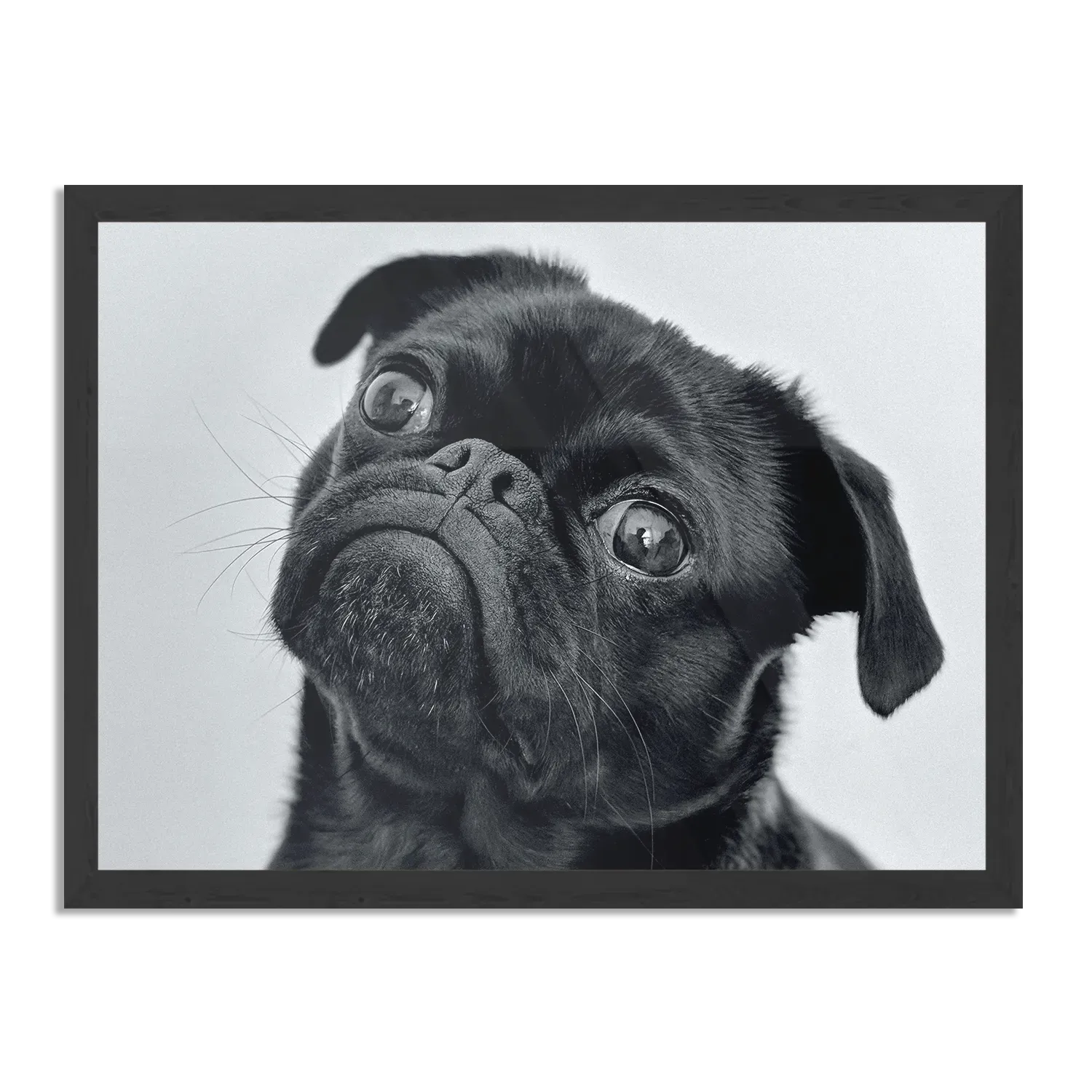 Poster Mopshond Zwart Rechthoek Horizontaal Met Lijst Template PBF 50 70 Horizontaal Dieren 7 1