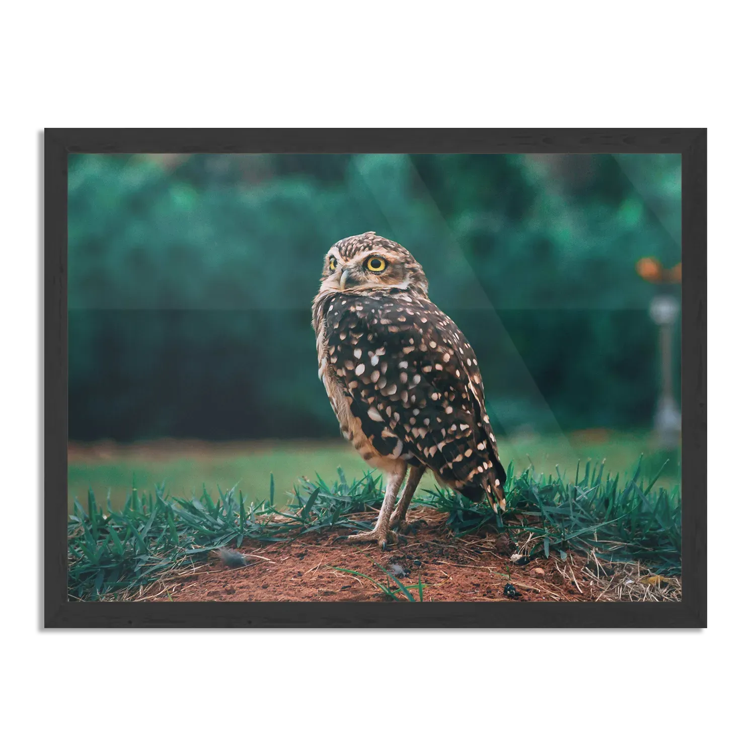 Poster Uil In De Natuur Rechthoek Horizontaal Met Lijst Template PBF 50 70 Horizontaal Dieren 9 1