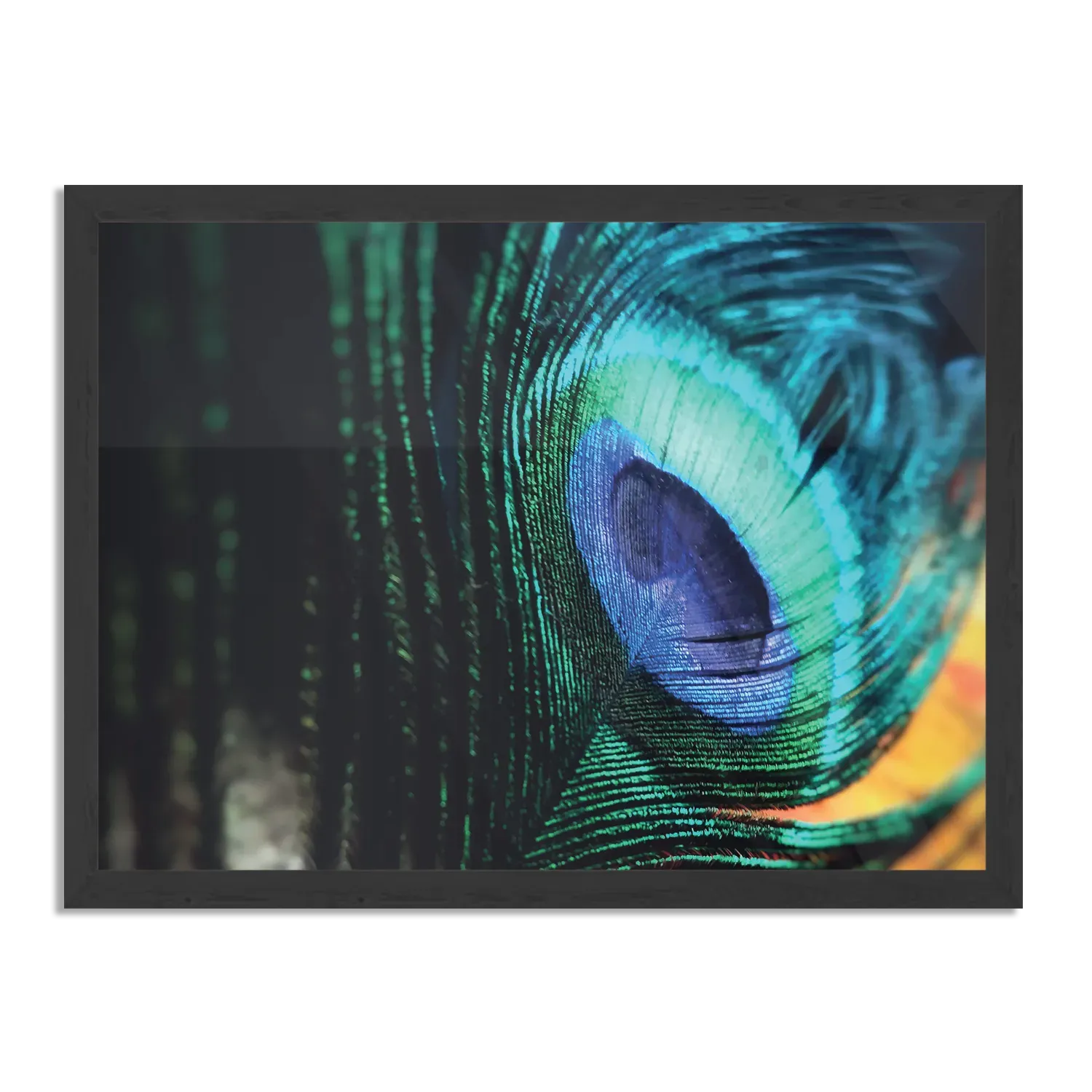 Template_PBF_50-70_Horizontaal_Natuur_11-1 Poster Een veer van de Pauw Rechthoek Horizontaal Met Lijst Template PBF 50 70 Horizontaal Natuur 11 1