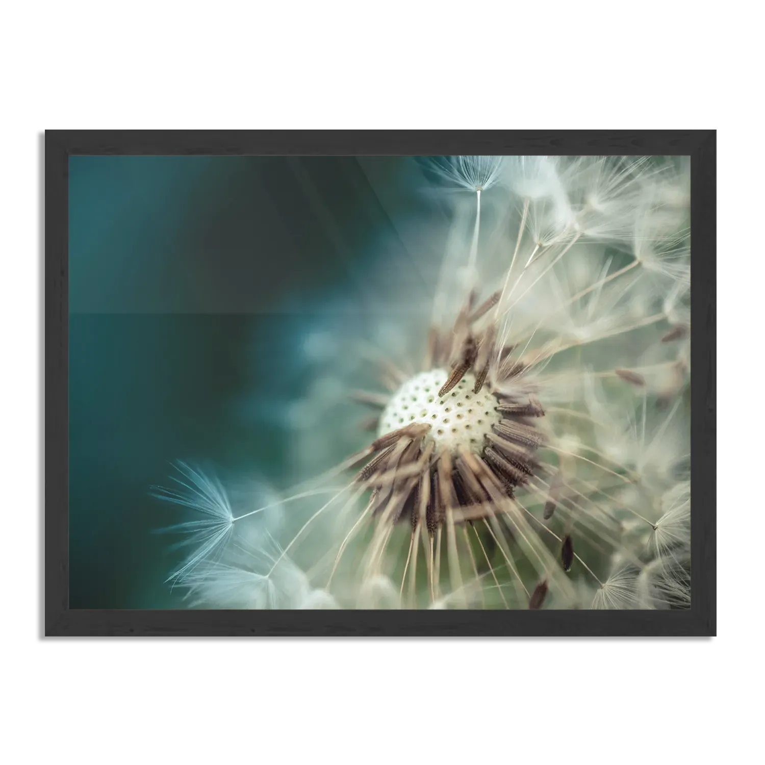 Poster Paardenbloem pluis 2 Rechthoek Horizontaal Met Lijst Template PBF 50 70 Horizontaal Natuur 26 1