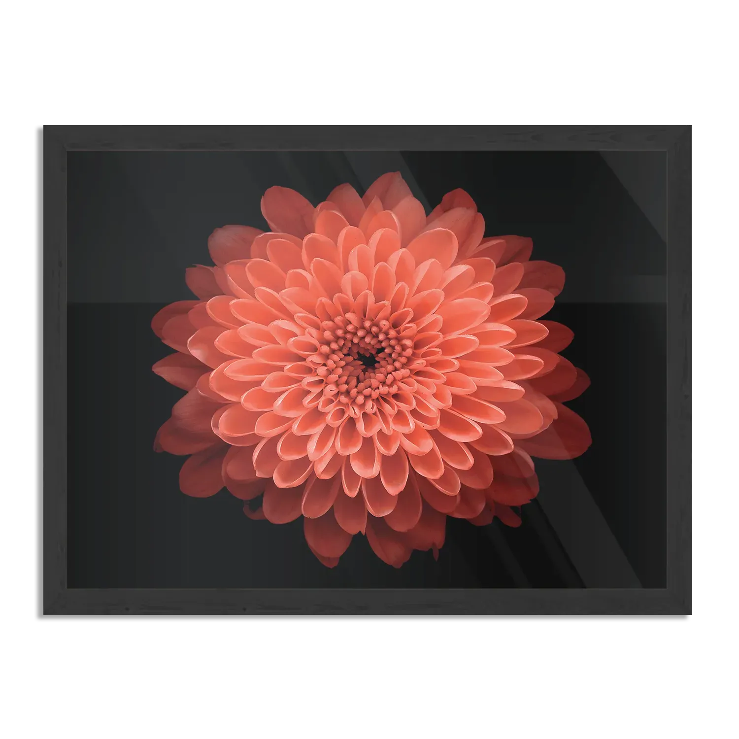 Poster Oranje Dahlia Rechthoek Horizontaal Met Lijst Template PBF 50 70 Horizontaal Natuur 53 1