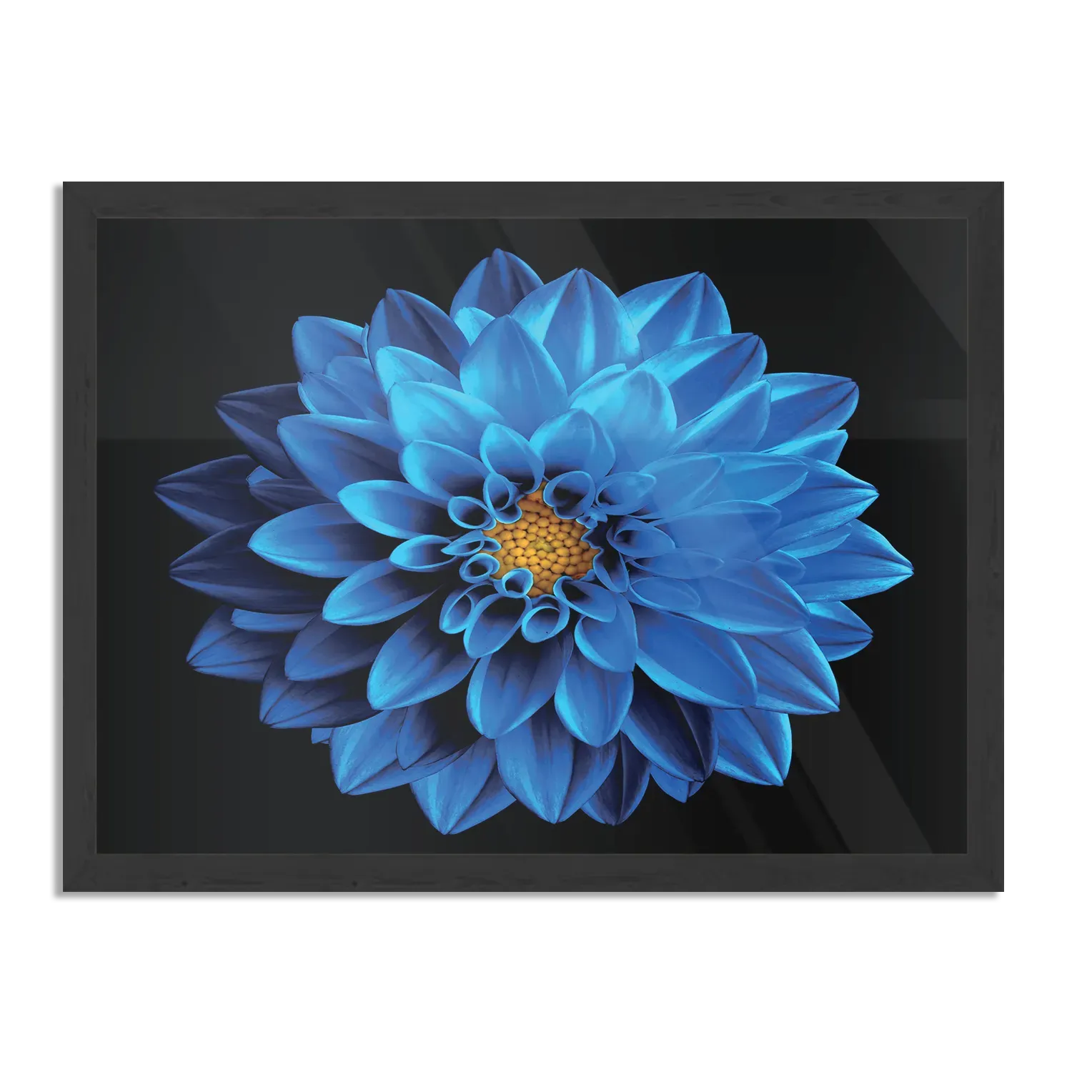 Poster Blauwe Dahlia Rechthoek Horizontaal Met Lijst Template PBF 50 70 Horizontaal Natuur 54 1