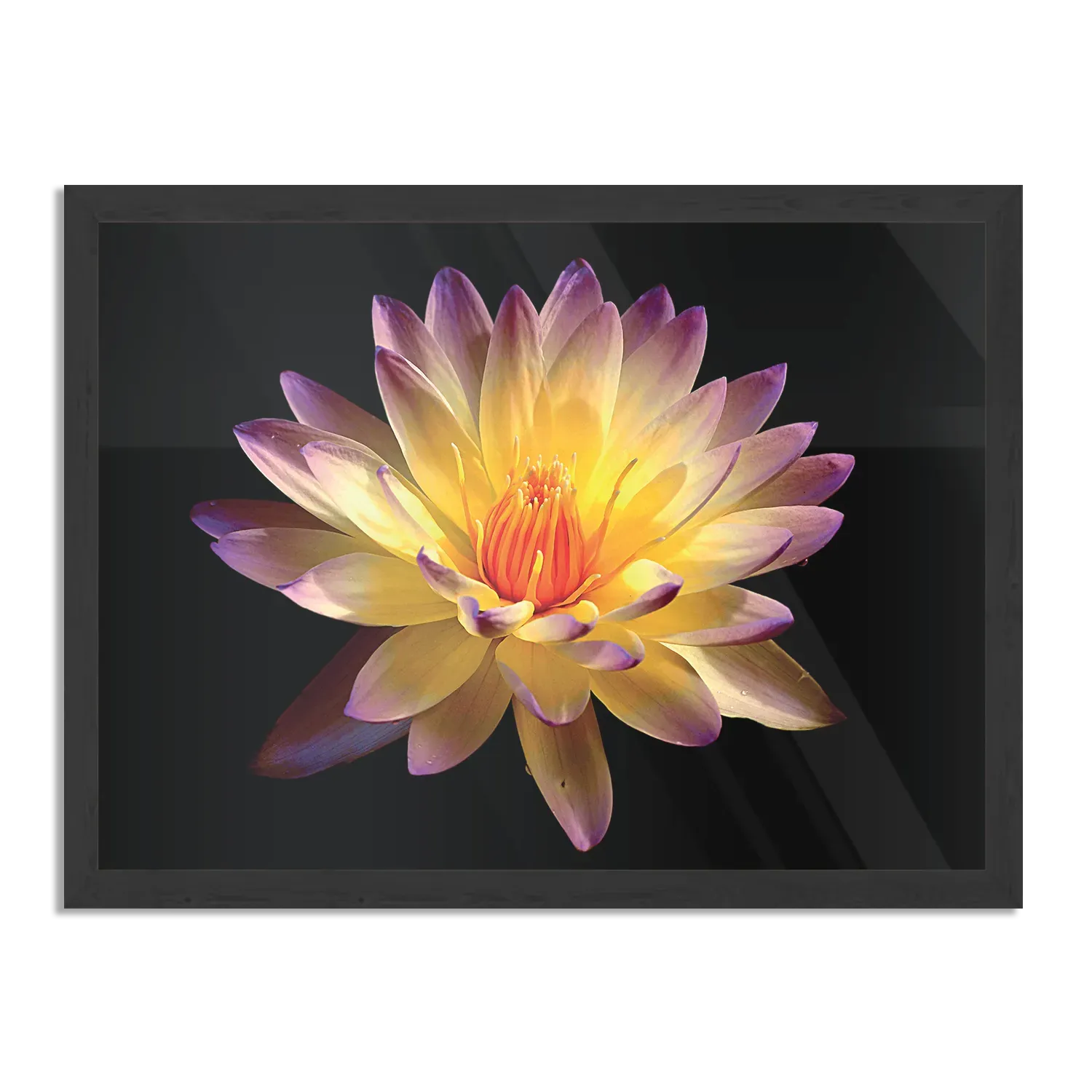Poster Paarse Gele Dahlia Rechthoek Horizontaal Met Lijst Template PBF 50 70 Horizontaal Natuur 60 1
