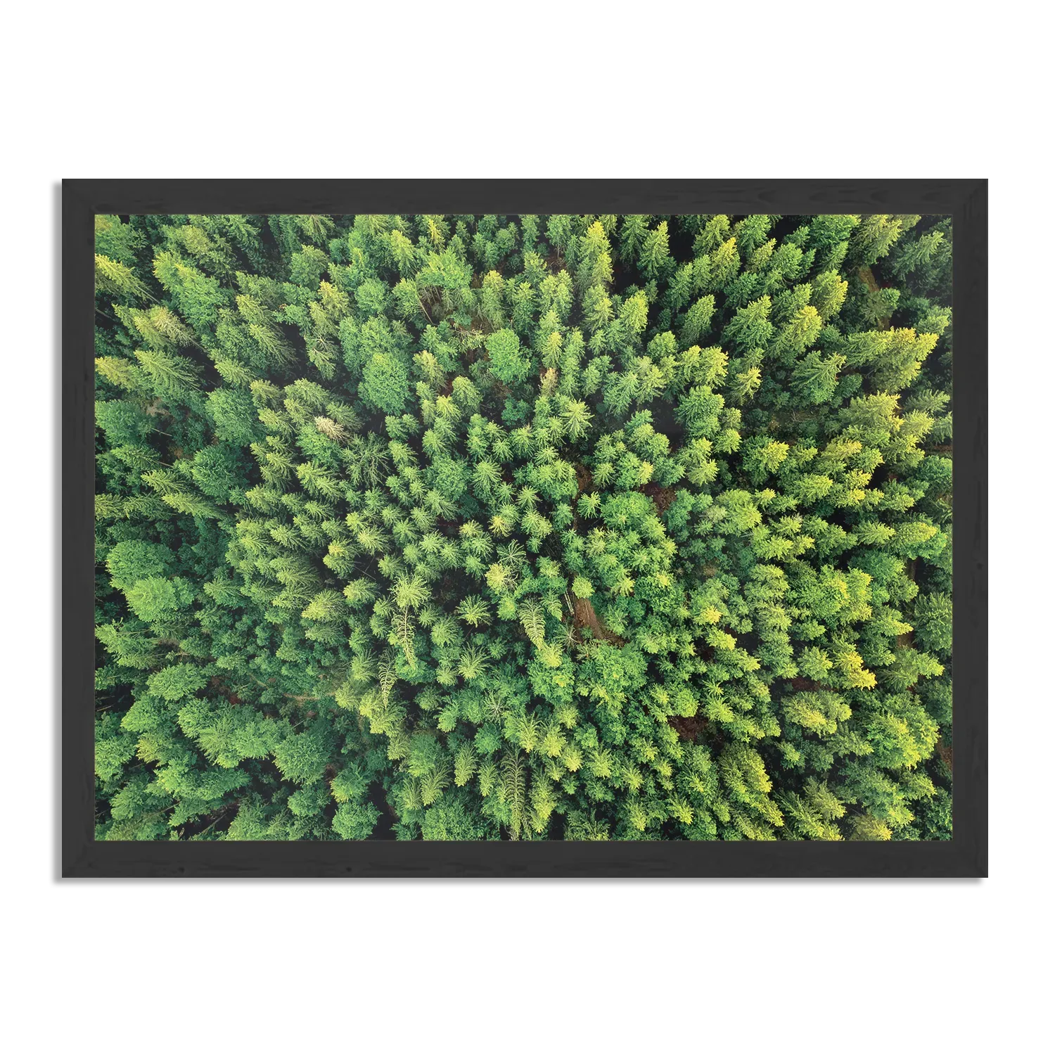 Poster Het groene bos Rechthoek Horizontaal Met Lijst Template PBF 50 70 Horizontaal Natuur 64 1