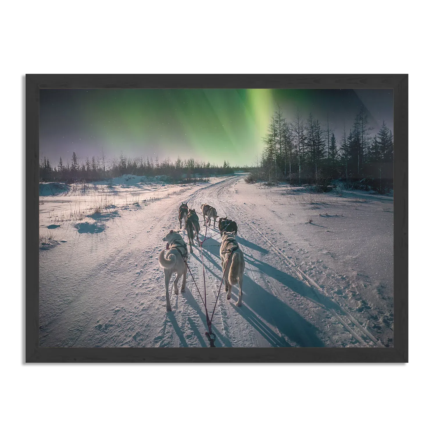 Poster Huskies door Lapland Rechthoek Horizontaal Met Lijst Template PBF 50 70 Horizontaal Natuur 66 1