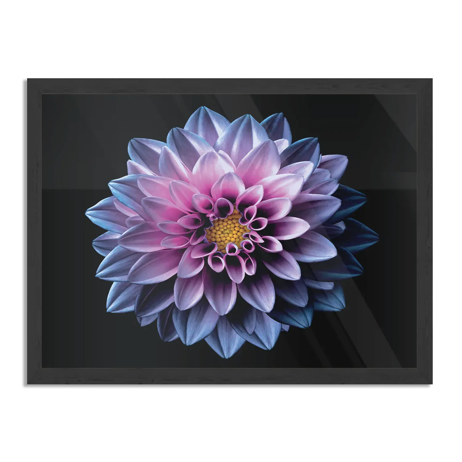 Poster Paarse Dahlia Rechthoek Horizontaal Met Lijst Template PBF 50 70 Horizontaal Natuur 67 1