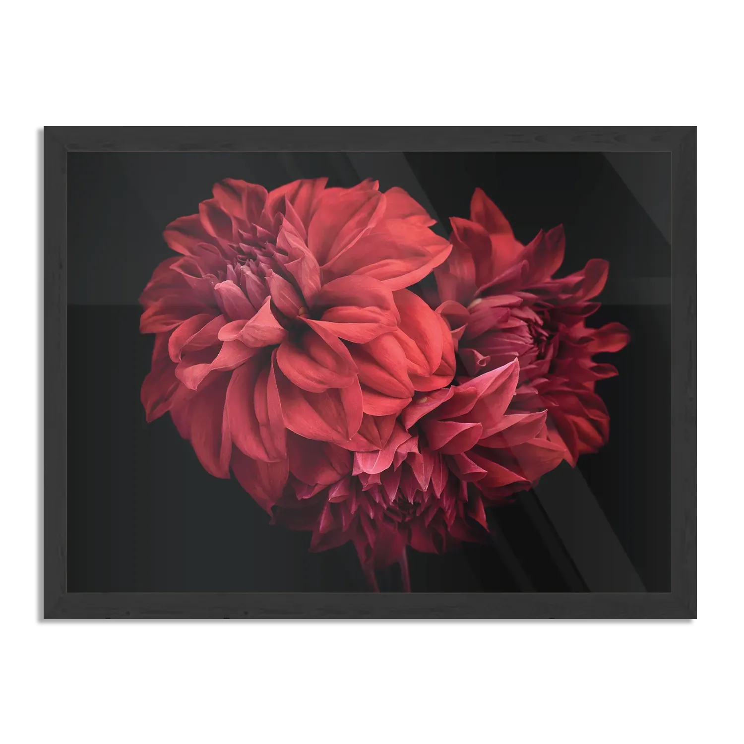 Poster Rood Paarse Dahlia Rechthoek Horizontaal Met Lijst Template PBF 50 70 Horizontaal Natuur 75 1