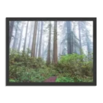 Poster Sequoia bos Rechthoek Horizontaal Met Lijst Template PBF 50 70 Horizontaal Natuur 88 1