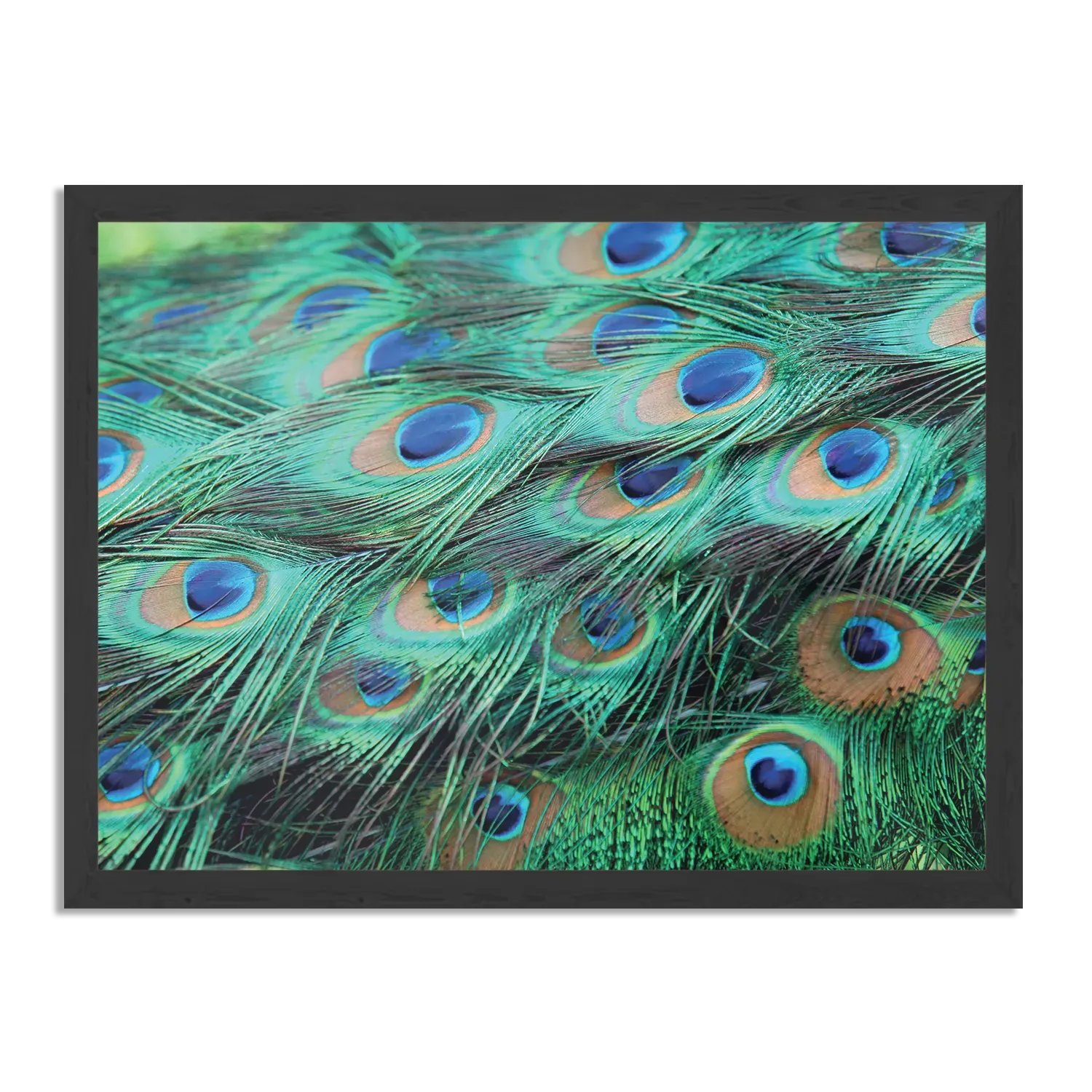 Poster Veren van de Pauw Rechthoek Horizontaal Met Lijst Template PBF 50 70 Horizontaal Natuur 89 1