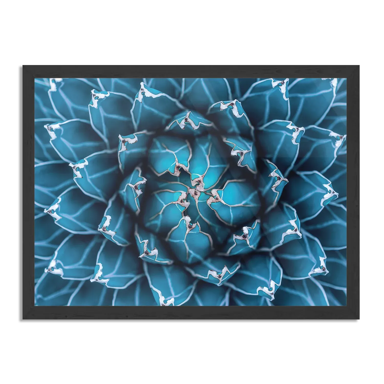 Poster Kleurrijke bloem 1 Rechthoek Horizontaal Met Lijst Template PBF 50 70 Horizontaal Natuur 92 1