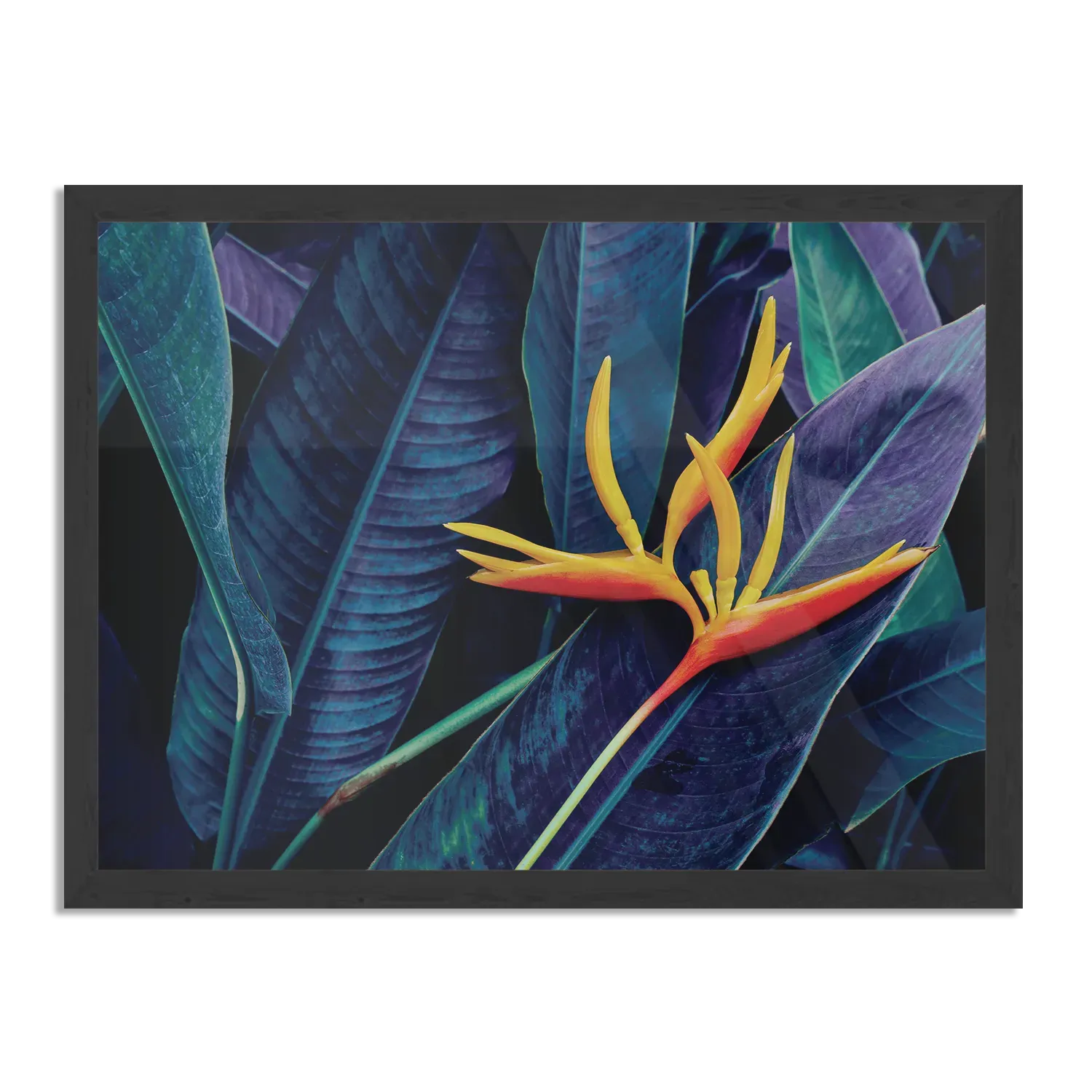 Poster Heliconia bloem op donkere achtergrond Rechthoek Horizontaal Met Lijst Template PBF 50 70 Horizontaal Natuur 95 1