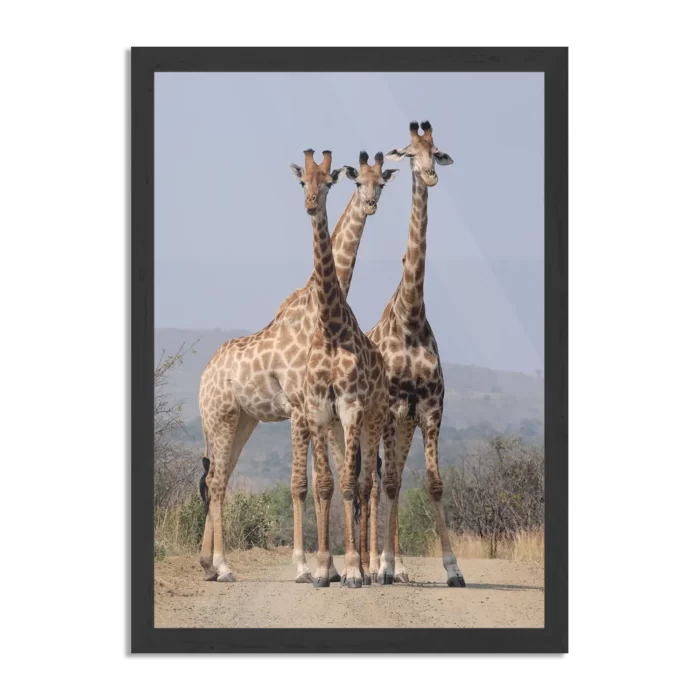 Poster Drie Giraffen Rechthoek Verticaal Met Lijst Template PBL 50 70 Verticaal Dieren 14 1
