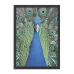 Poster Blauwe Pauw Met Groene Verem Rechthoek Verticaal Met Lijst Template PBL 50 70 Verticaal Dieren 20 1