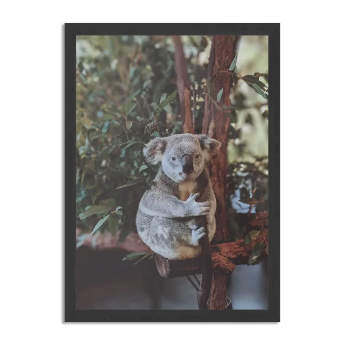 Poster De Vastgelamde Koala Rechthoek Verticaal Met Lijst Template PBL 50 70 Verticaal Dieren 23 1