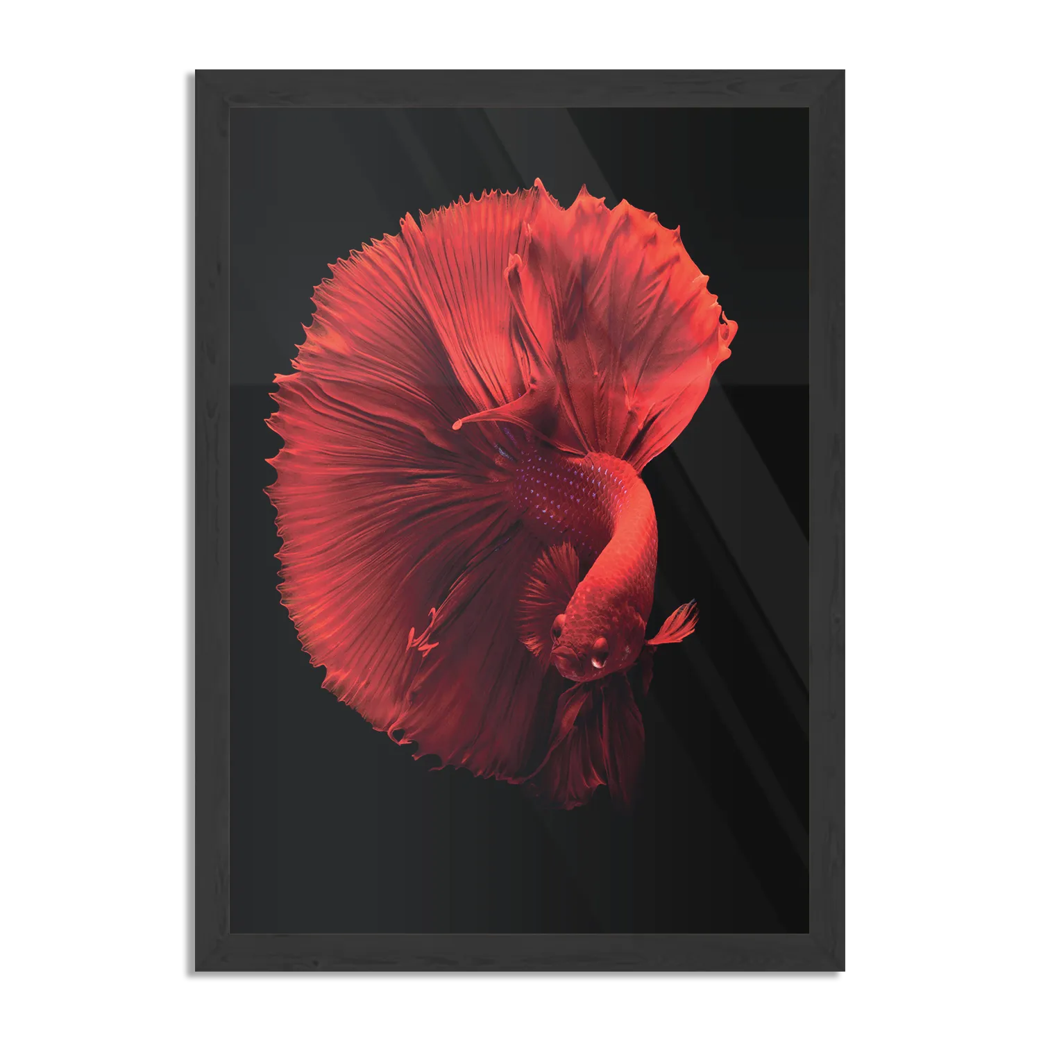 Poster Red Dragon Siamese Fighting Fish Rechthoek Verticaal Met Lijst Template PBL 50 70 Verticaal Dieren 32 1