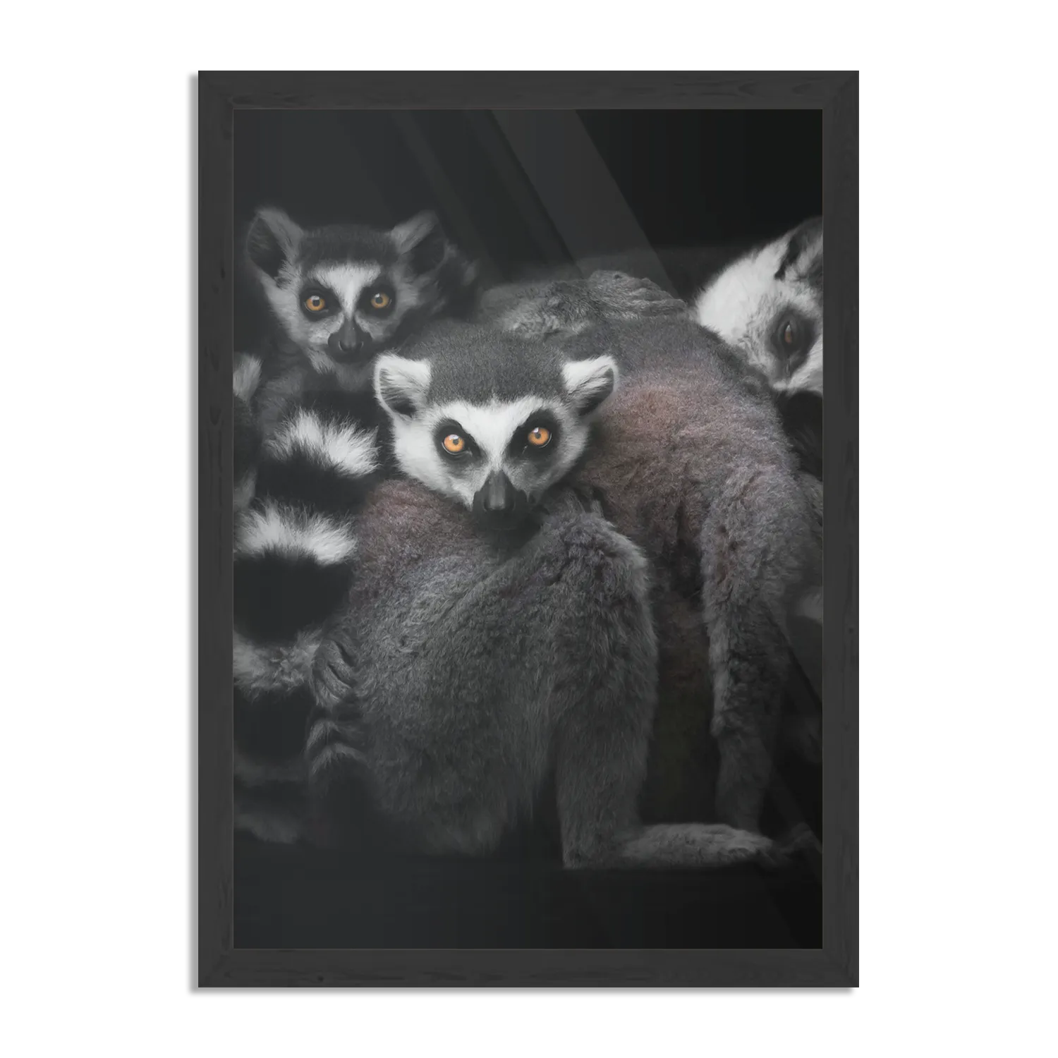 Poster Ringstaartmaki's Met Zwarte Achtergrond Rechthoek Verticaal Met Lijst Template PBL 50 70 Verticaal Dieren 59 1