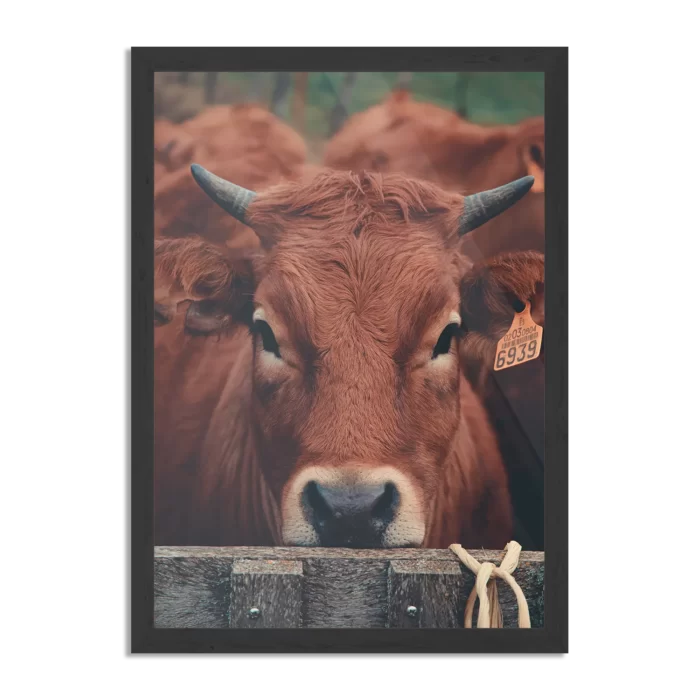 Poster De Gemerkte Stieren Rechthoek Verticaal Met Lijst Template PBL 50 70 Verticaal Dieren 6 1