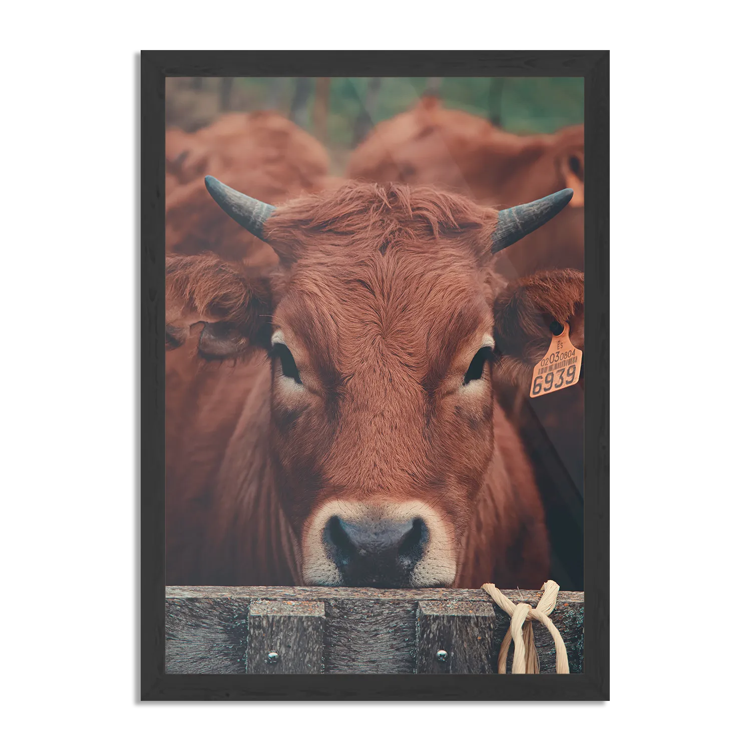 Poster De Gemerkte Stieren Rechthoek Verticaal Met Lijst Template PBL 50 70 Verticaal Dieren 6 1