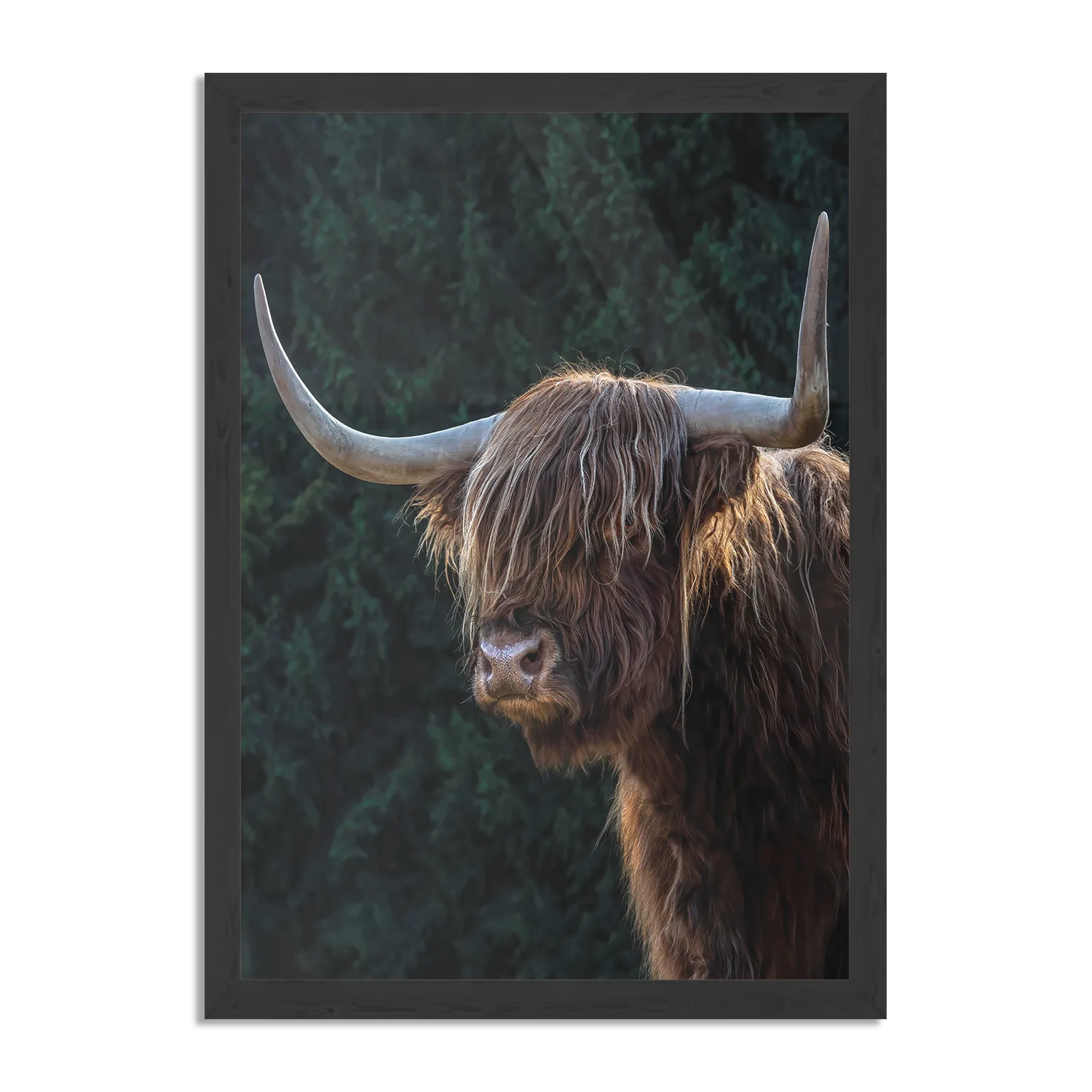 Poster De Wilde Bizon Rechthoek Verticaal Met Lijst Template PBL 50 70 Verticaal Dieren 79 1