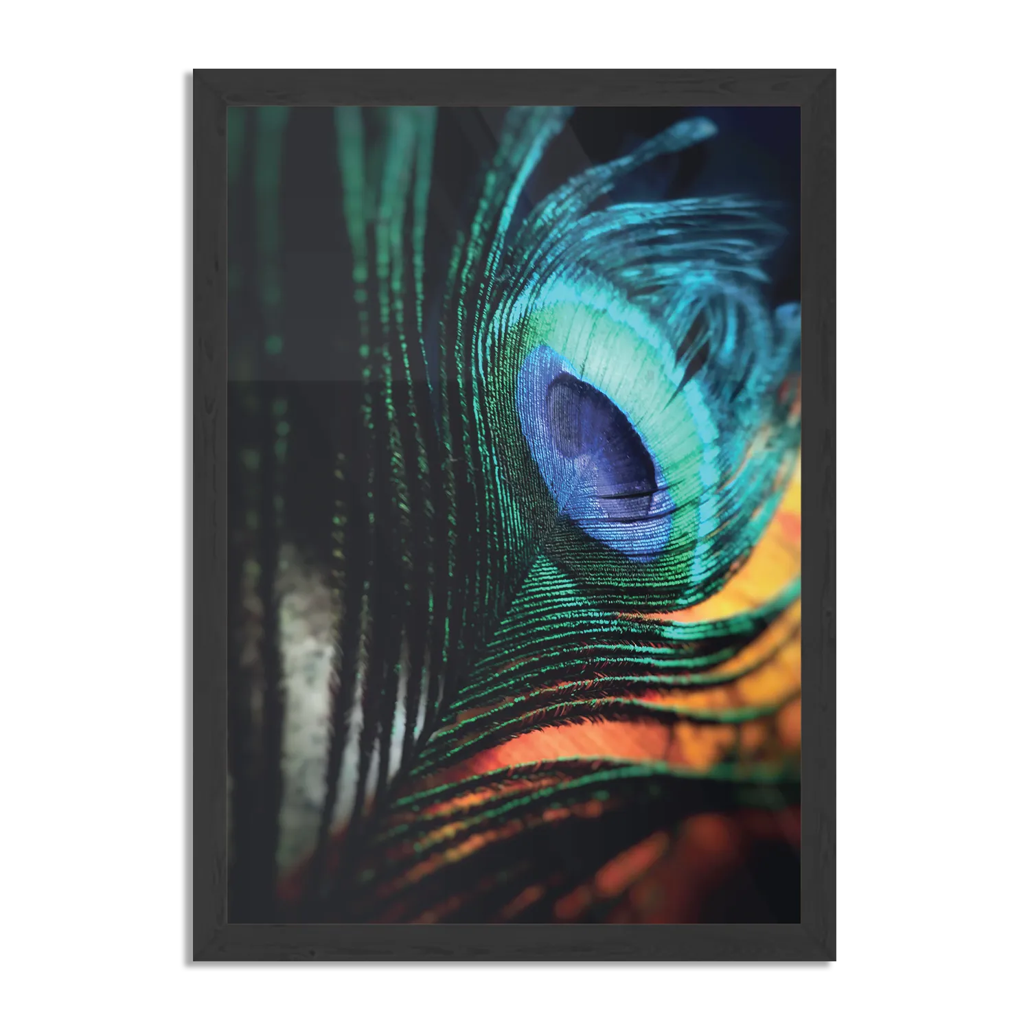 Poster Een veer van de Pauw Rechthoek Verticaal Met Lijst Template PBL 50 70 Verticaal Natuur 11 1