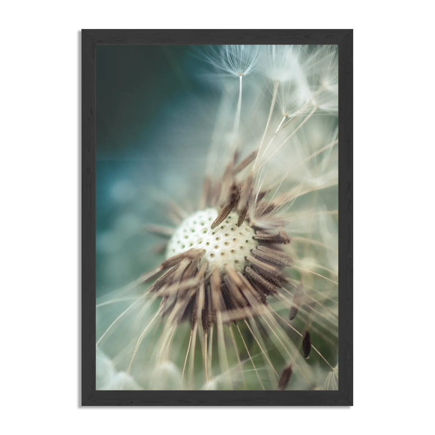 Poster Paardenbloem pluis 2 Rechthoek Verticaal Met Lijst Template PBL 50 70 Verticaal Natuur 26 1