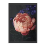 Poster Pioenroos Rechthoek Verticaal Met Lijst Template PBL 50 70 Verticaal Natuur 28 1