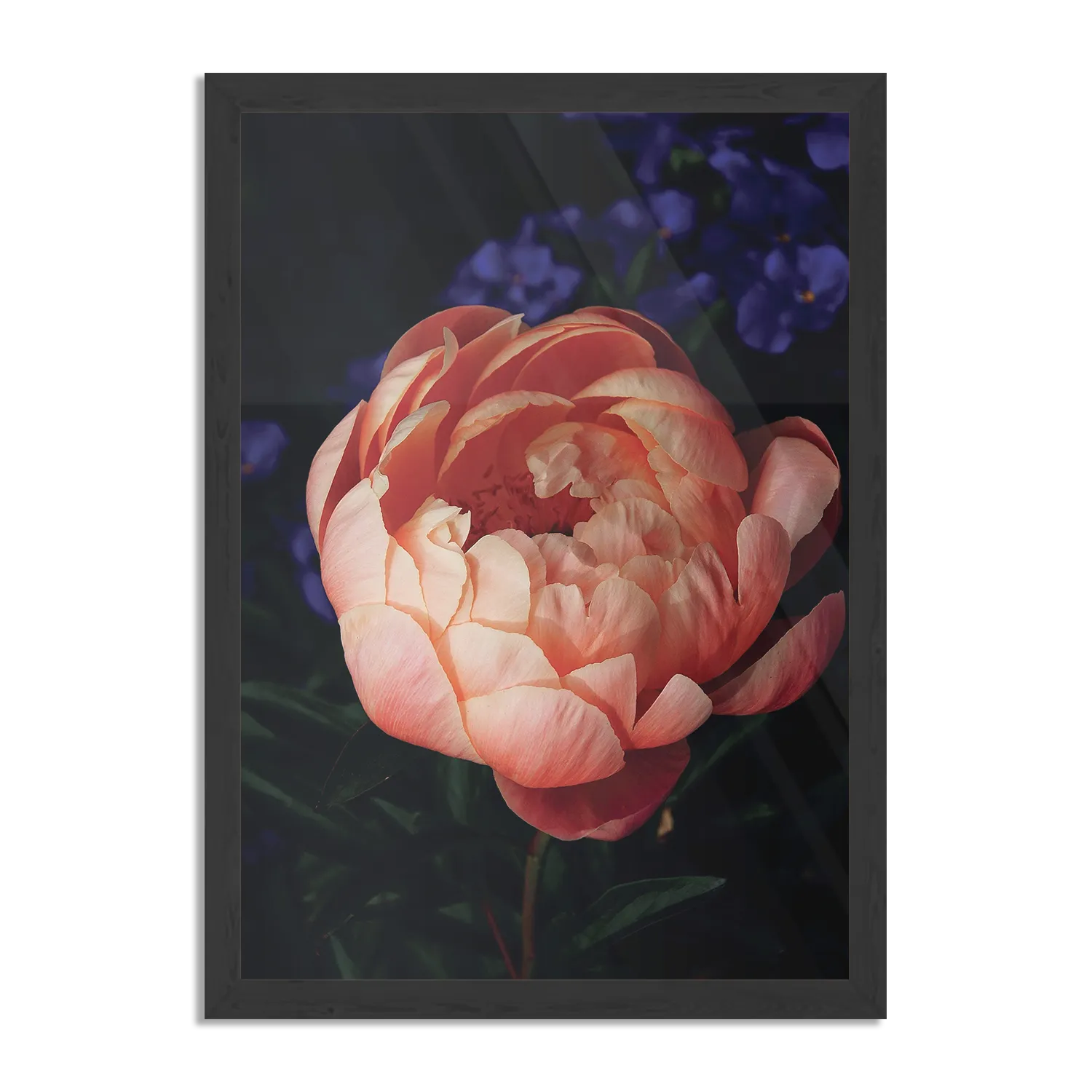 Poster Pioenroos Rechthoek Verticaal Met Lijst Template PBL 50 70 Verticaal Natuur 28 1