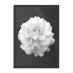 Poster Witte Anjer Rechthoek Verticaal Met Lijst Template PBL 50 70 Verticaal Natuur 38 1