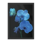 Poster Orchidee Rechthoek Verticaal Met Lijst Template PBL 50 70 Verticaal Natuur 39 1