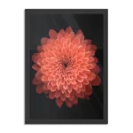 Poster Oranje Dahlia Rechthoek Verticaal Met Lijst Template PBL 50 70 Verticaal Natuur 53 1