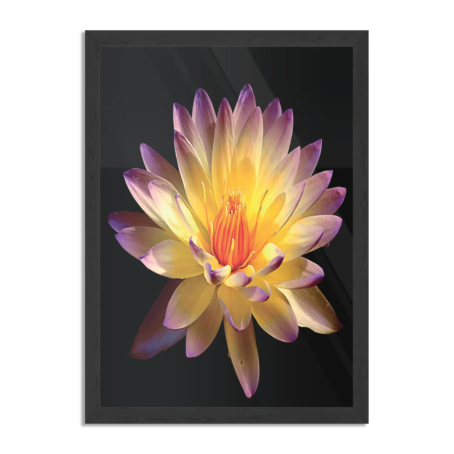 Poster Paarse Gele Dahlia Rechthoek Verticaal Met Lijst Template PBL 50 70 Verticaal Natuur 60 1