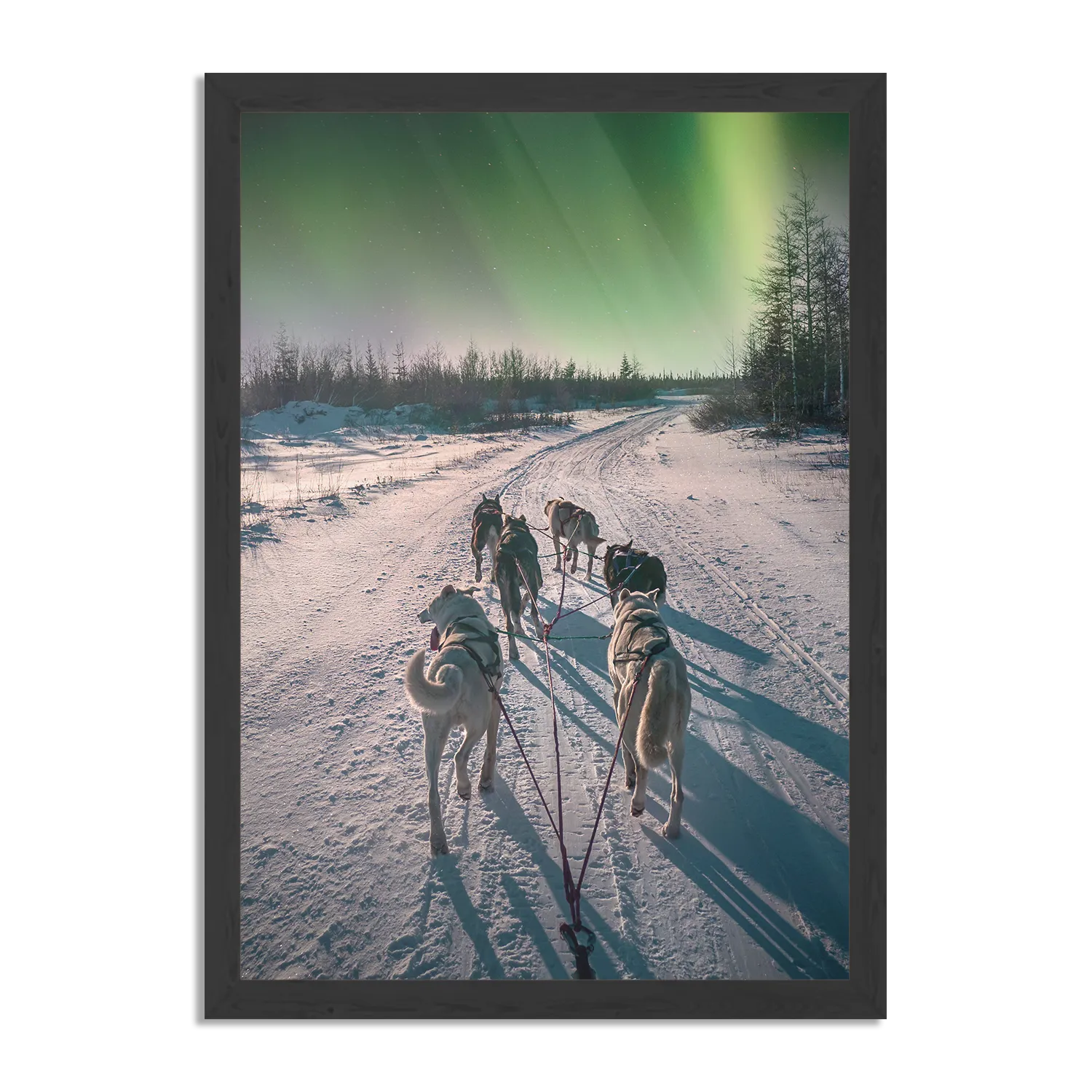 Poster Huskies door Lapland Rechthoek Verticaal Met Lijst Template PBL 50 70 Verticaal Natuur 66 1