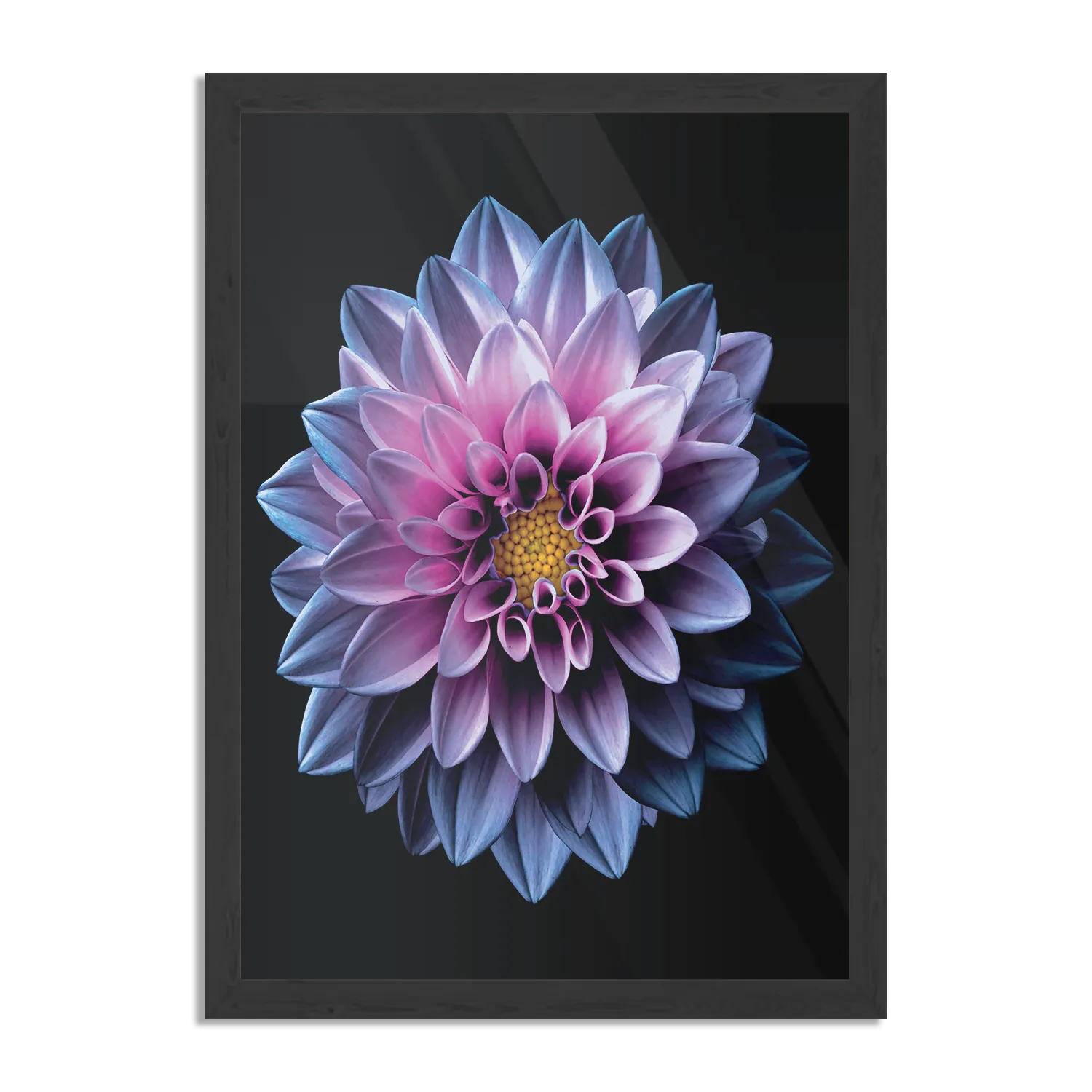 Poster Paarse Dahlia Rechthoek Verticaal Met Lijst Template PBL 50 70 Verticaal Natuur 67 1