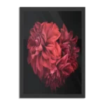 Poster Rood Paarse Dahlia Rechthoek Verticaal Met Lijst Template PBL 50 70 Verticaal Natuur 75 1