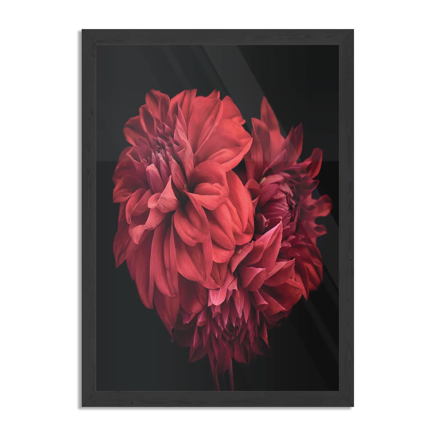 Poster Rood Paarse Dahlia Rechthoek Verticaal Met Lijst Template PBL 50 70 Verticaal Natuur 75 1