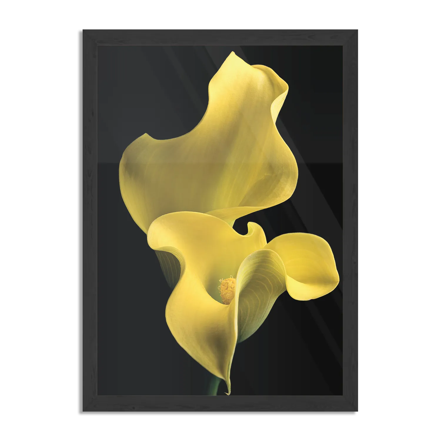 Poster Aronskelk Rechthoek Verticaal Met Lijst Template PBL 50 70 Verticaal Natuur 87 1