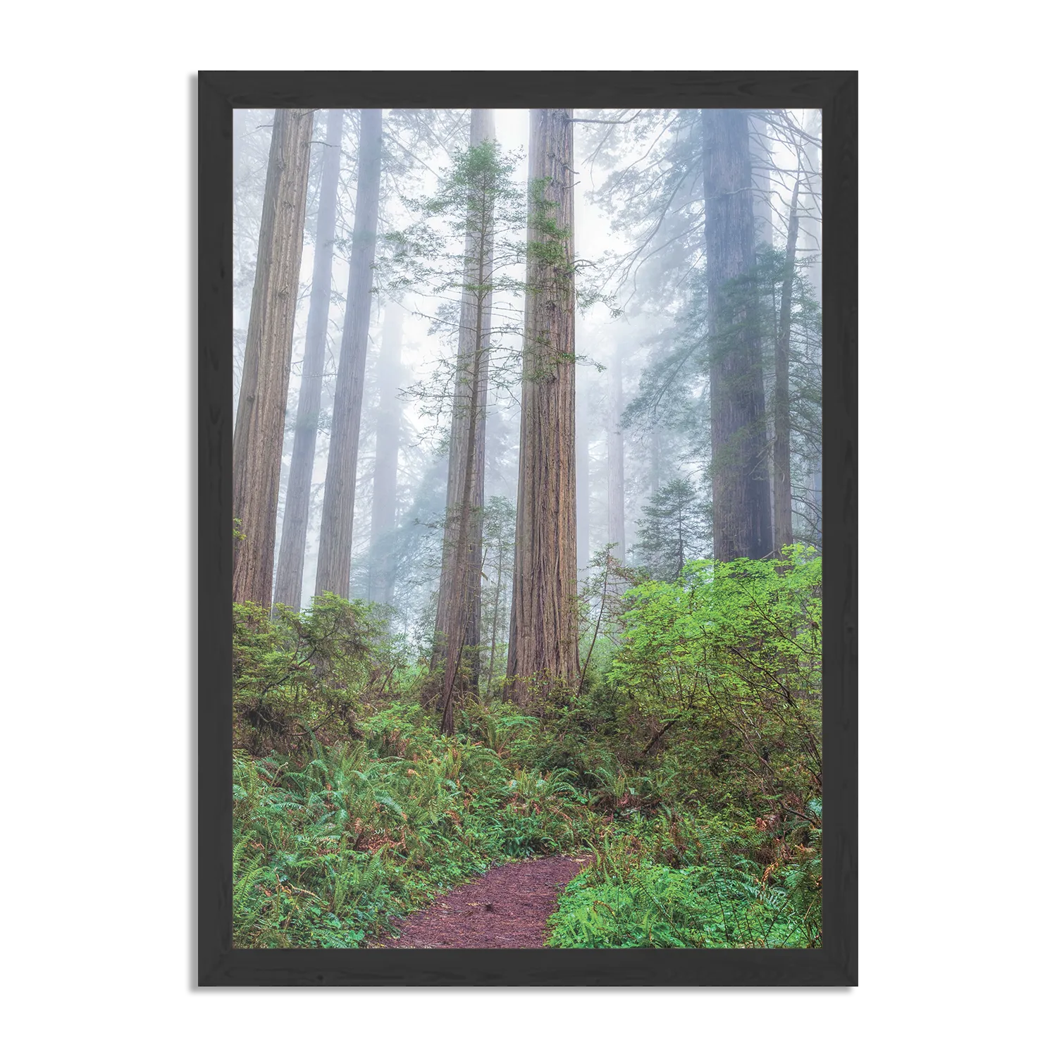 Poster Sequoia bos Rechthoek Verticaal Met Lijst Template PBL 50 70 Verticaal Natuur 88 1