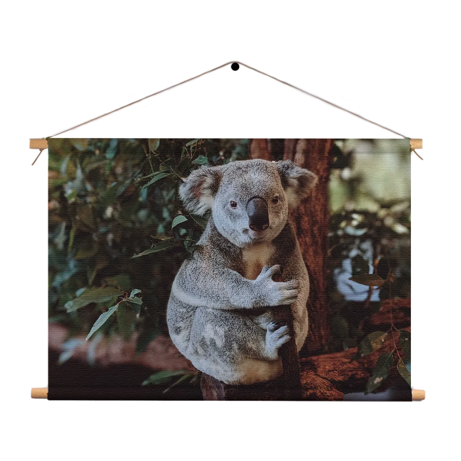 Textielposter De Vastgelamde Koala Rechthoek Horizontaal Template TP 50 70 Horizontaal Dieren 23 1