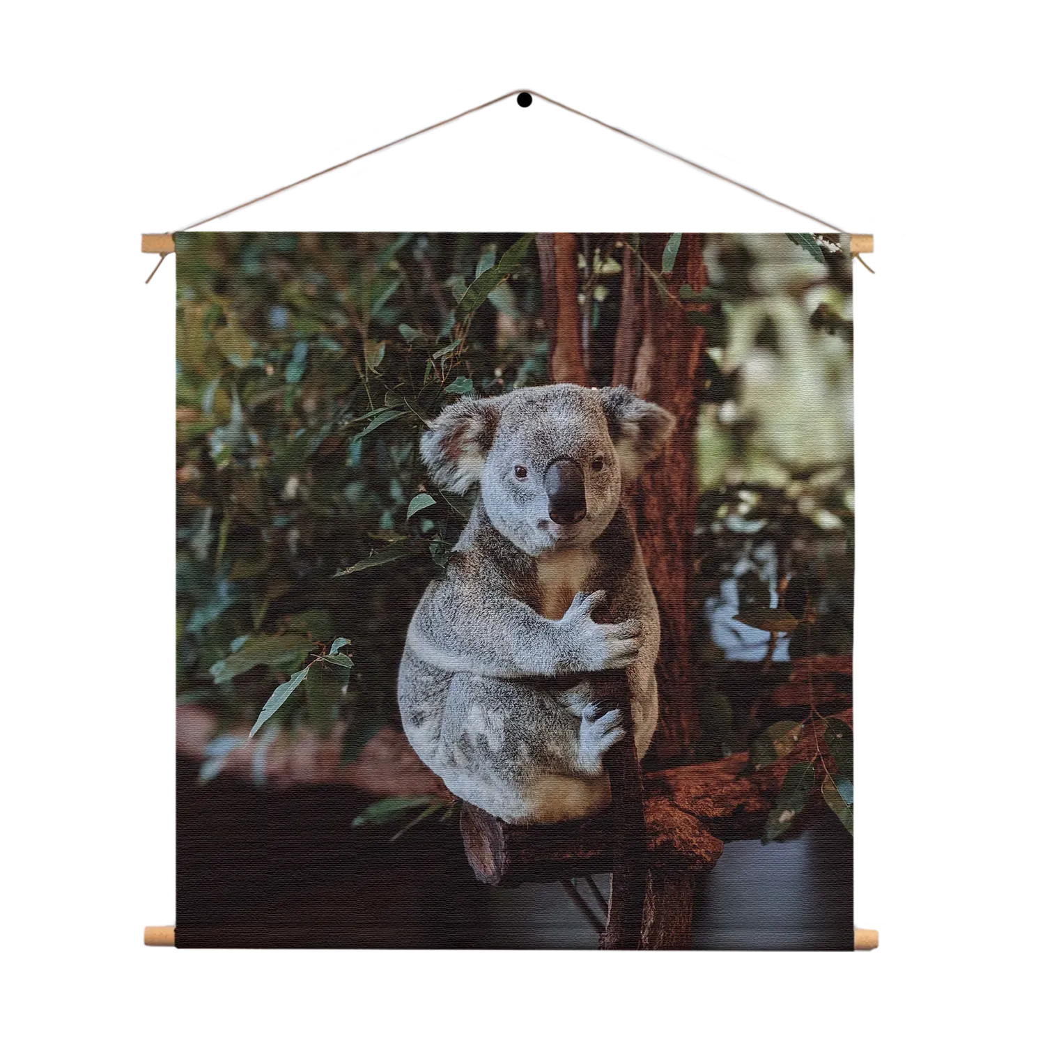 Textielposter De Vastgelamde Koala Vierkant Template TP Vierkant Dieren 23 1