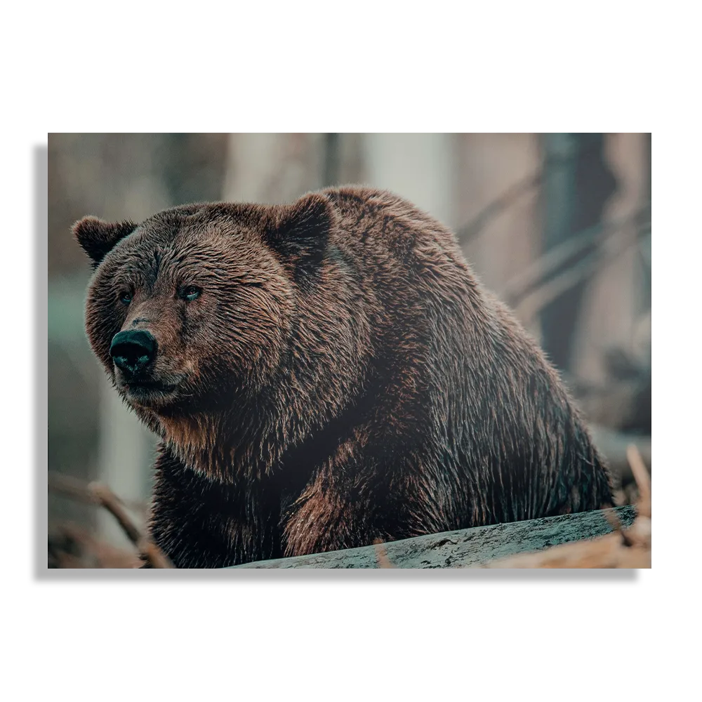 Schilderij Beer In Het Bos Rechthoek Horizontaal Template DB 50 70 Horizontaal Dieren 11 1