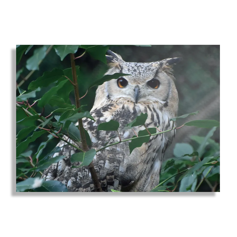 Schilderij Uil Op Tak Rechthoek Horizontaal Template DB 50 70 Horizontaal Dieren 12 1