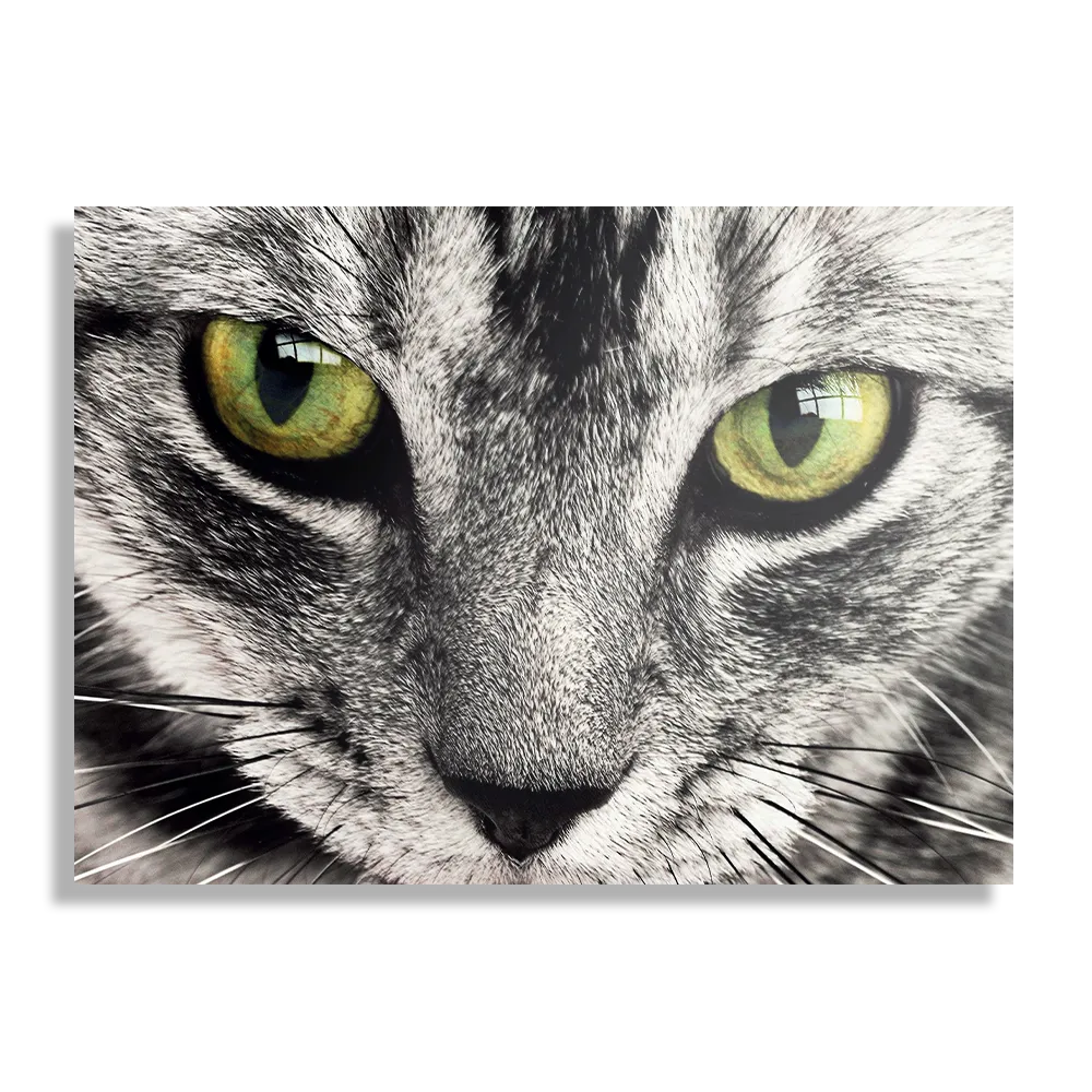 Schilderij Katte Hoofd Close up Rechthoek Horizontaal Template DB 50 70 Horizontaal Dieren 16 1