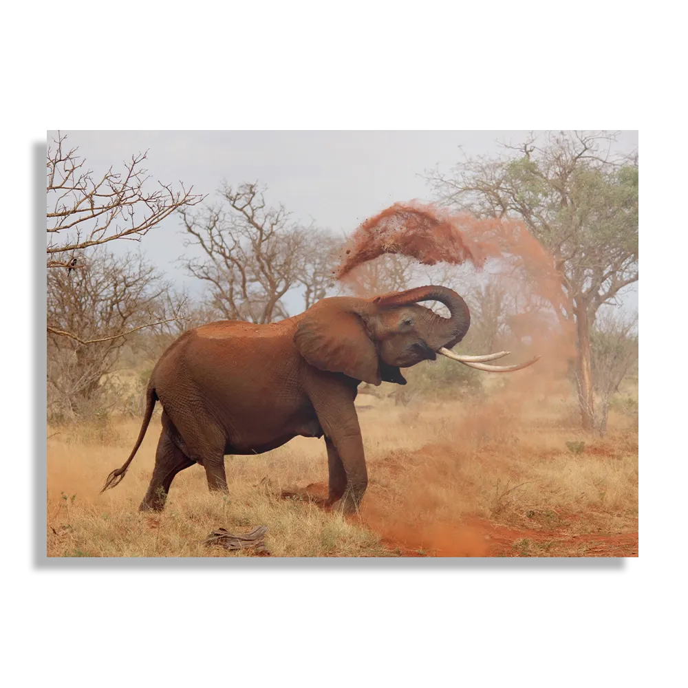 Schilderij Wilde Olifant Rechthoek Horizontaal Template DB 50 70 Horizontaal Dieren 17 1