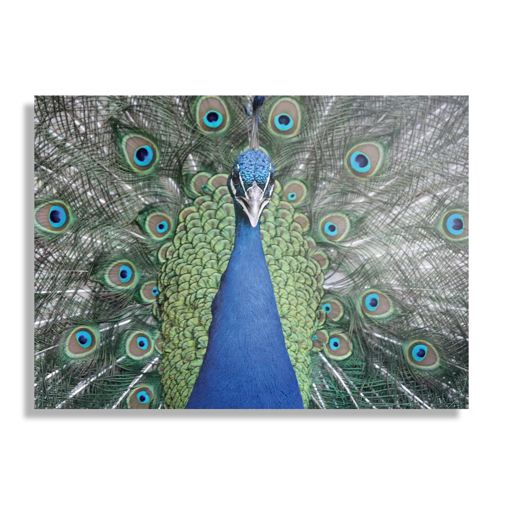 Schilderij Blauwe Pauw Met Groene Verem Rechthoek Horizontaal Template DB 50 70 Horizontaal Dieren 20 1